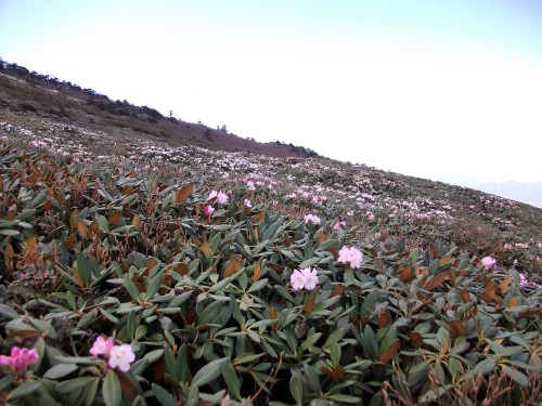 牛背梁高山杜鹃花海别样壮观