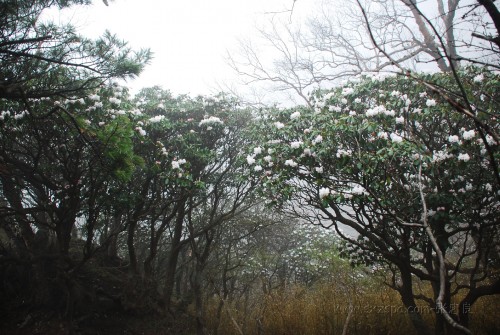 牛背梁高山杜鹃花海