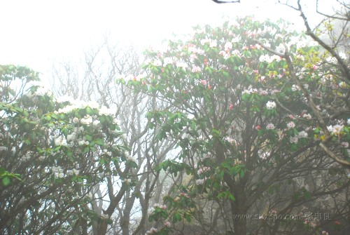 牛背梁高山杜鹃花惹人爱