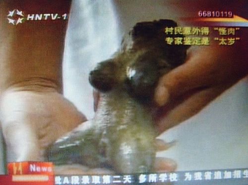 百度指数剖析“肉灵芝”自慰器网络传播力度