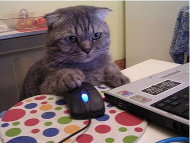 1��Сʱ�ܹ������è�ǻ��������